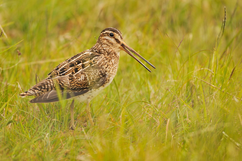 Snipe (Gallinago gallinago)Portrait of a bird in a marsh. Outer Hebrides, Scotland