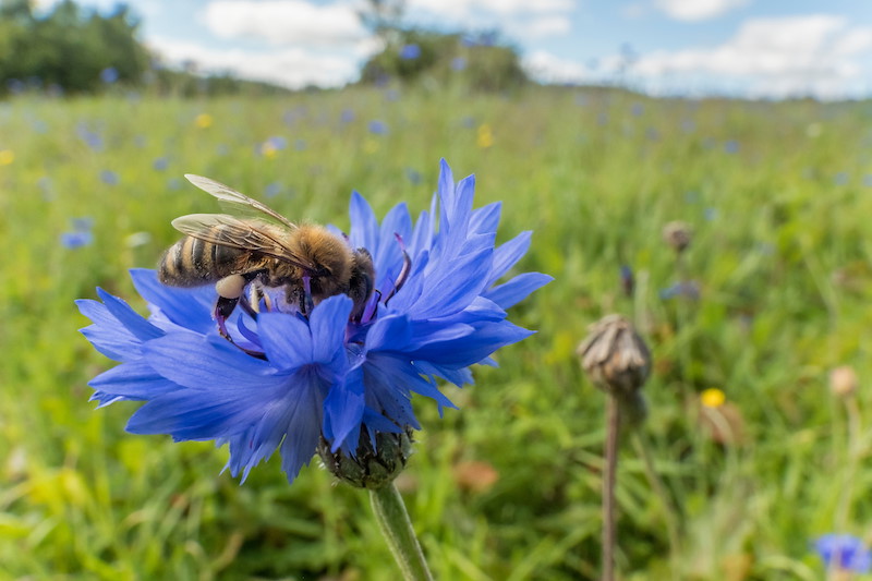 wildlife flower farm meadow with honey bee in foreground, by philip price doune, scotland argaty farm