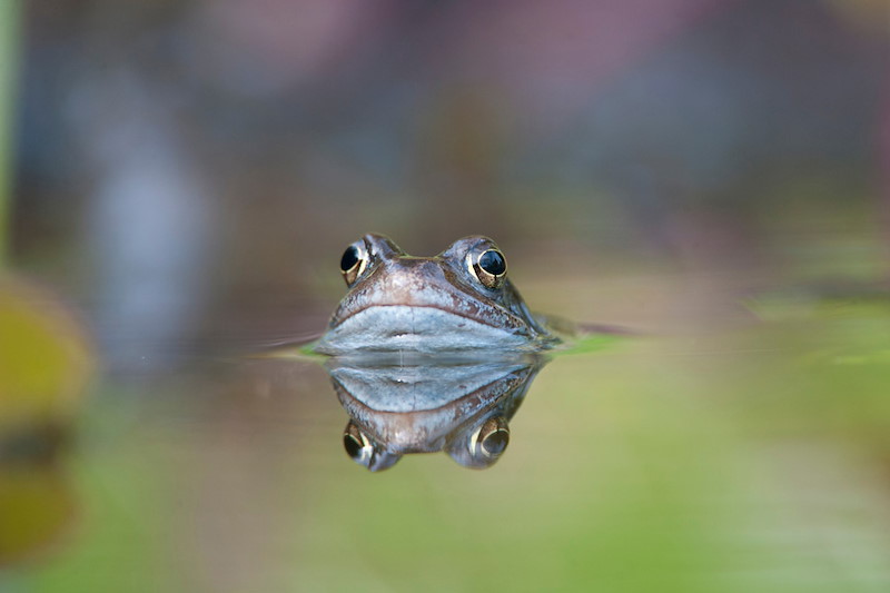 Common frog (Rana temporaria) in garden pond in spring, Warwickshire, UK