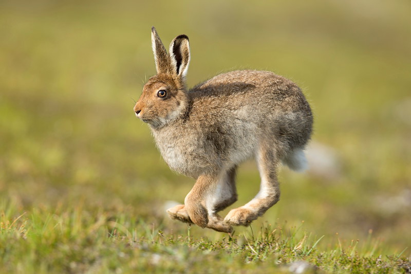 Mountain Hare (Lepus timidus) adult in spring coat running across moorland