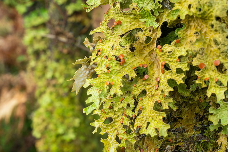 Tree Lungwort (Lobaria Pulmonaria) found at Ariundle Oakwood in autumn, Ardnamurchan. One of the best examples of temperate atlantic rainforest in Scotland.