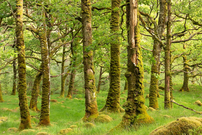 Oak woodland in spring, Ariundle Oakwood National Nature Reserve, Strontian, Lochaber, Scotland, May 2025