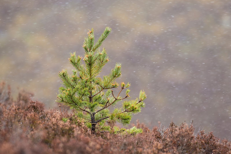 Scot's Pine sapling (Pinus sylvestris) on heather moorland, Cairngorms National Park, Scotland