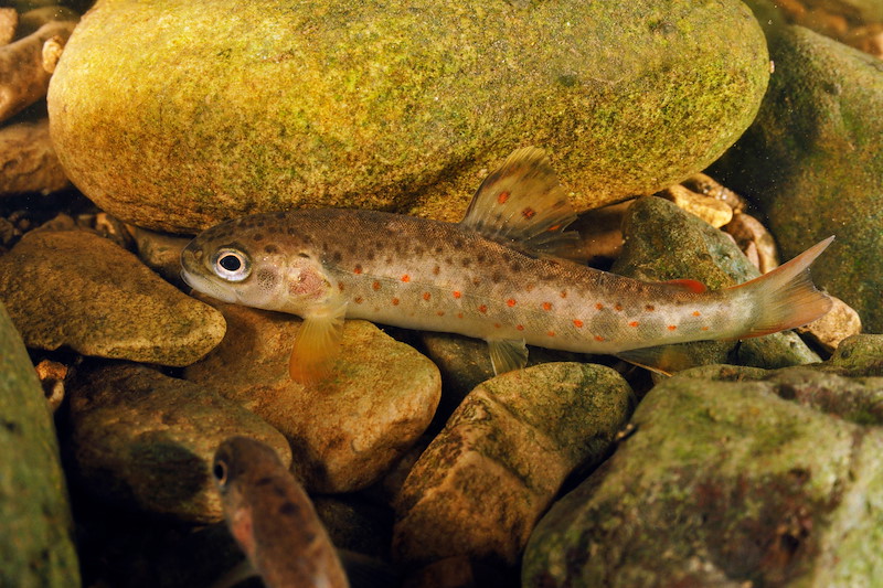 Eden Rivers Trust electrofishing survey for salmonid (juvenile salmon and trout) - capture and release - conservation work. Brown Trout (Salmo trutta) fry on river bed, viewed underwater.England: Cumbria, Eden Valley (Upper Eden), near Kirkby Stephen, Hartley, Hartley Beck, September