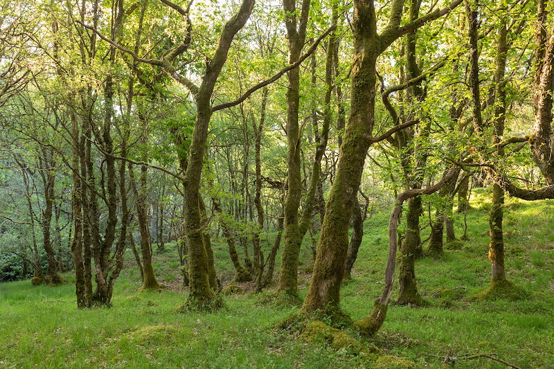 Oak and broadleaf woodland in spring, Torlundy Farm, Lochaber, Scotland, May 2025