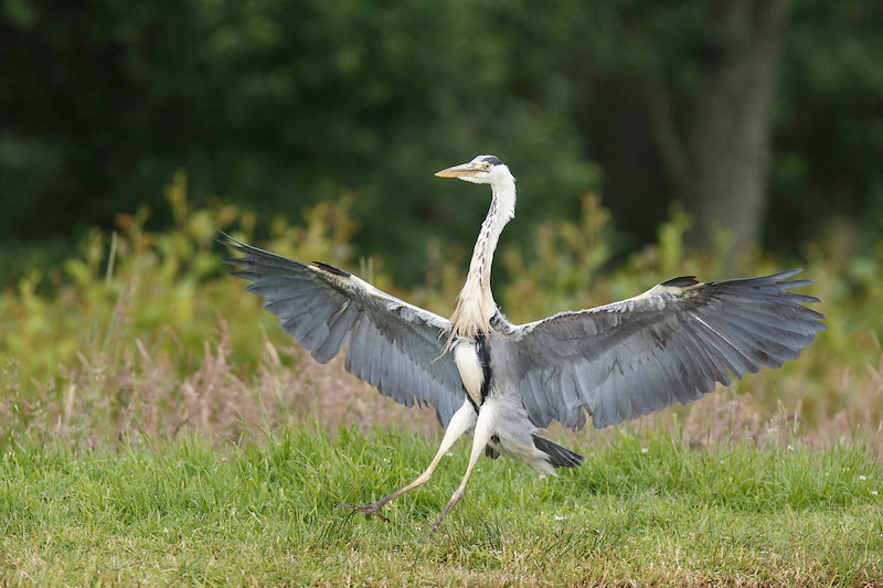 Grey Heron (Ardea cinerea) in flight, landing near pond