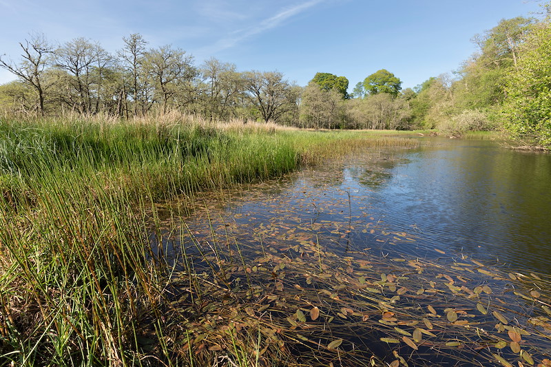 Pond and woodland in spring, Torlundy Farm, Lochaber, Scotland, May 2025