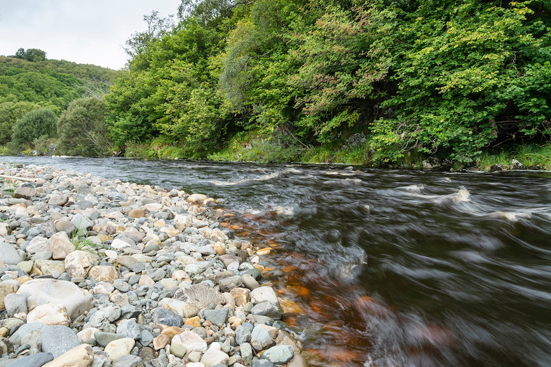 The Role of Wildlife