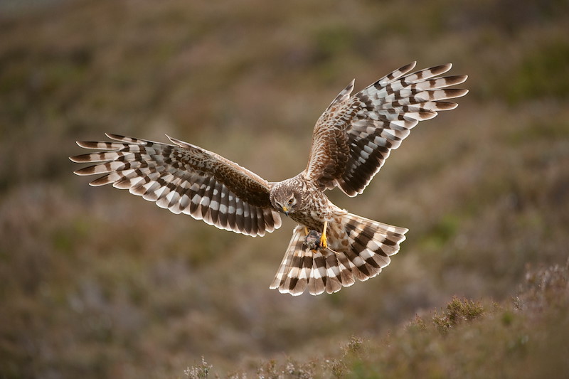 Hen harrier Circus cyaneus, adult female in flight approaching nest with food for chicks, Glen Tanar Estate, Scotland, June