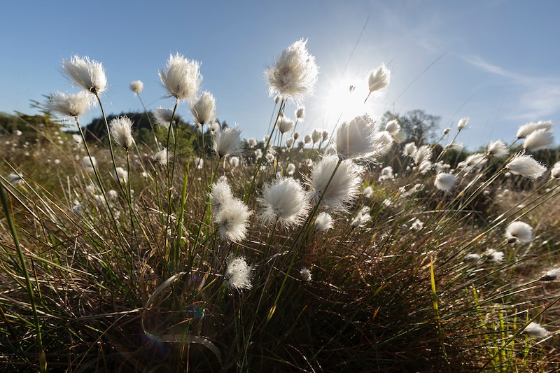 Cotton grass in flower on a wet heath, Torlundy Farm, Lochaber, Scotland, May 2025