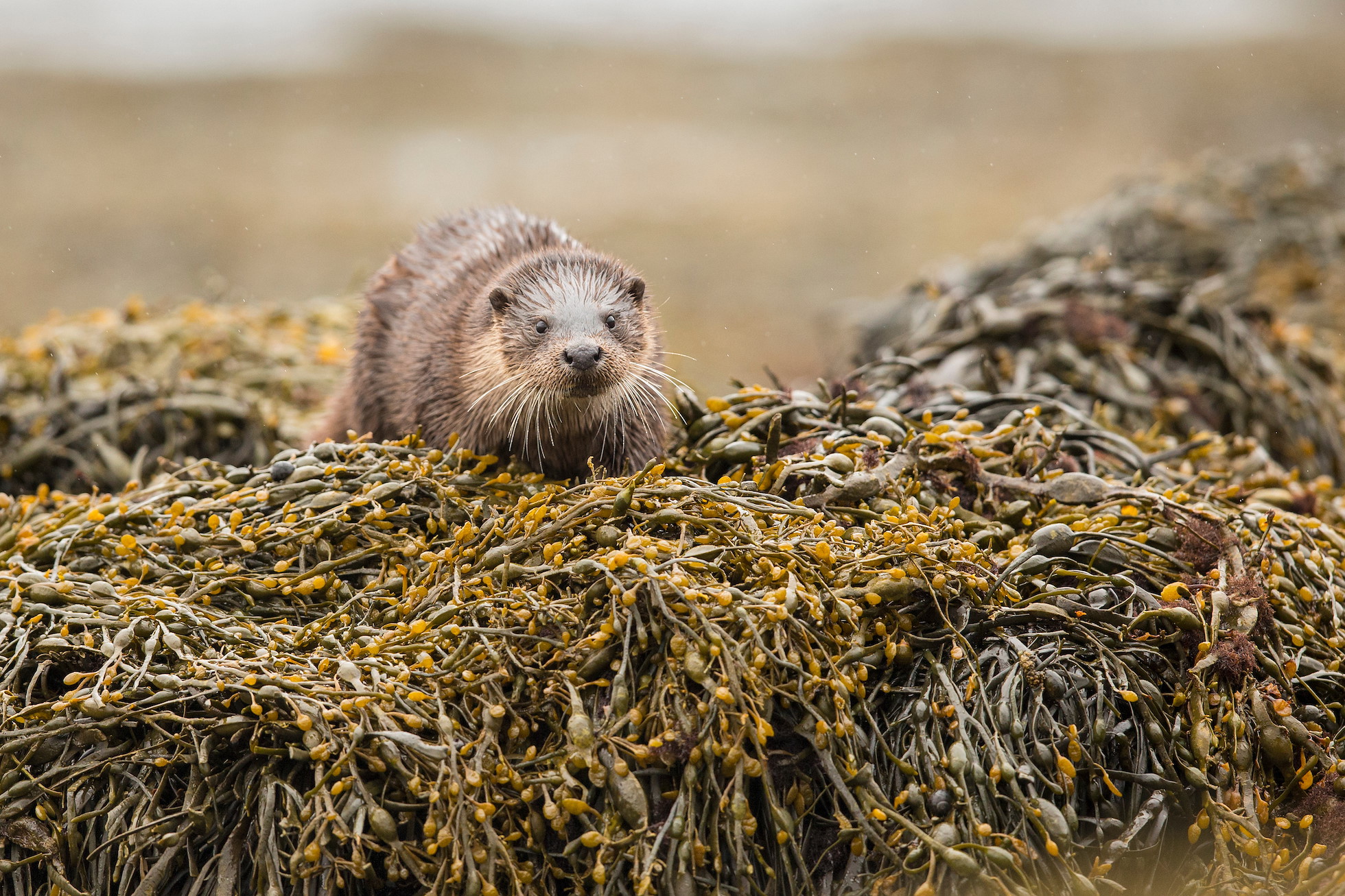 NRN PARTNER: Rarainis Croft