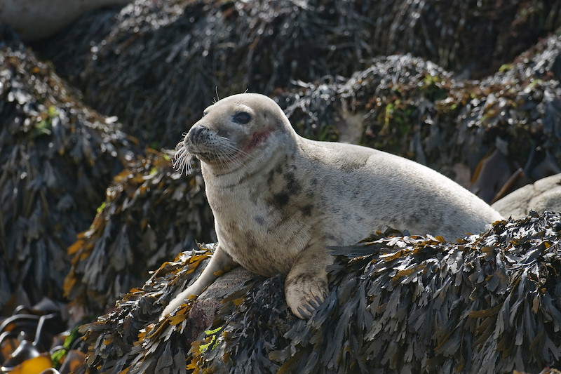 Atlantic grey seal (Halichoerus grypus) hauled out on rocks at the Cairns of Coll. July 2011.