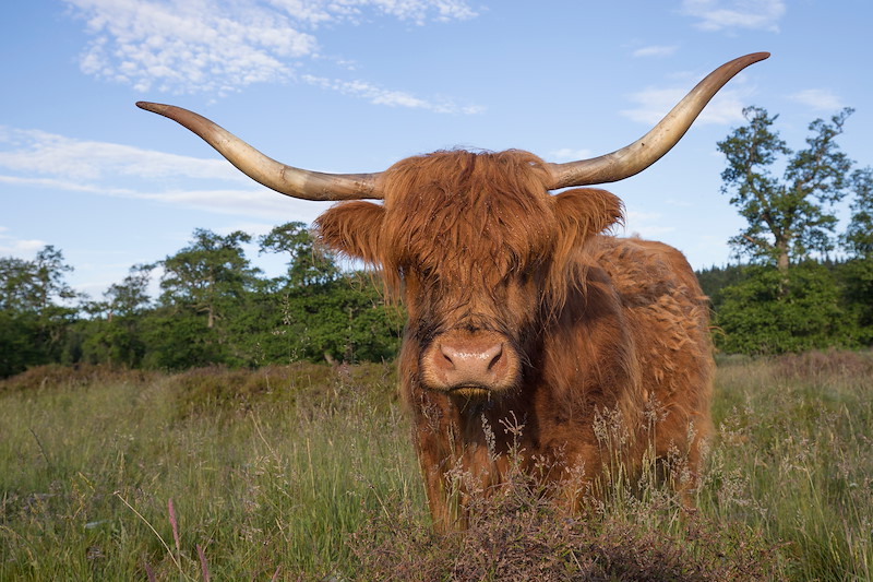 Highland cow in wood pasture in summer, Cairngorms National Park, Scotland.