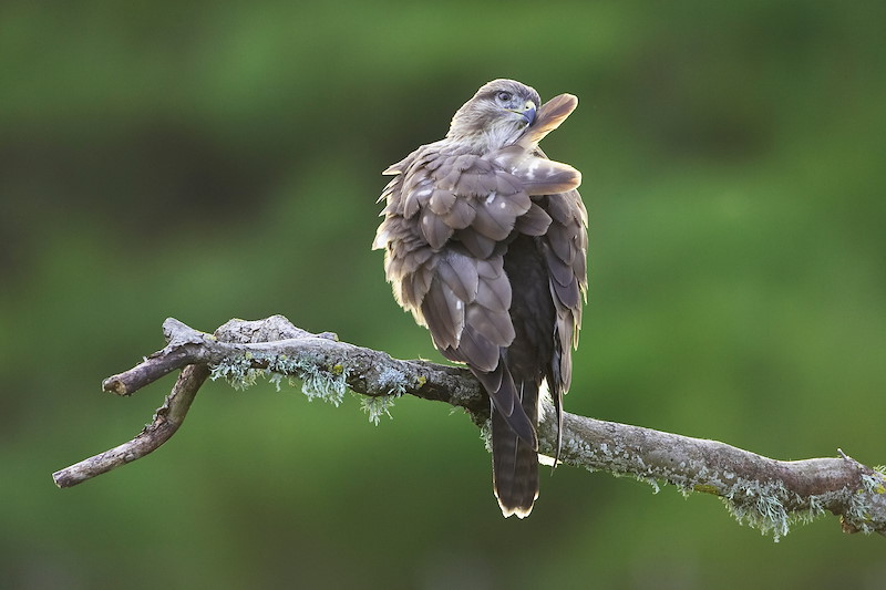Common Buzzard, Buteo buteo, perched - preening wing feathers in late eveing light. Central Highlnads. Scotland. August