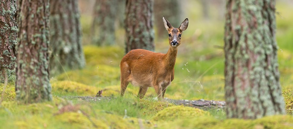 Could eating more venison support nature recovery?