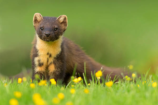 A pine marten stands alert in a green field dotted with yellow buttercups. Its fur is dark brown with a distinctive creamy yellow throat and chest.