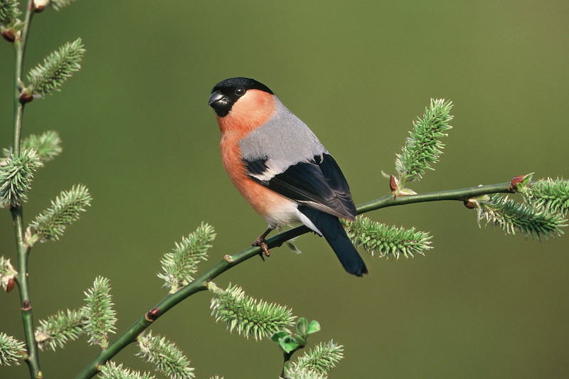 Bullfinch - Pyrrhula pyrrhula -adult male perched on willow branch. Yorkshire, UK. April. A vibrant bullfinch with a bright orange-red breast, black head, and grey back sits on a branch. The branch is adorned with fluffy, green catkins. The