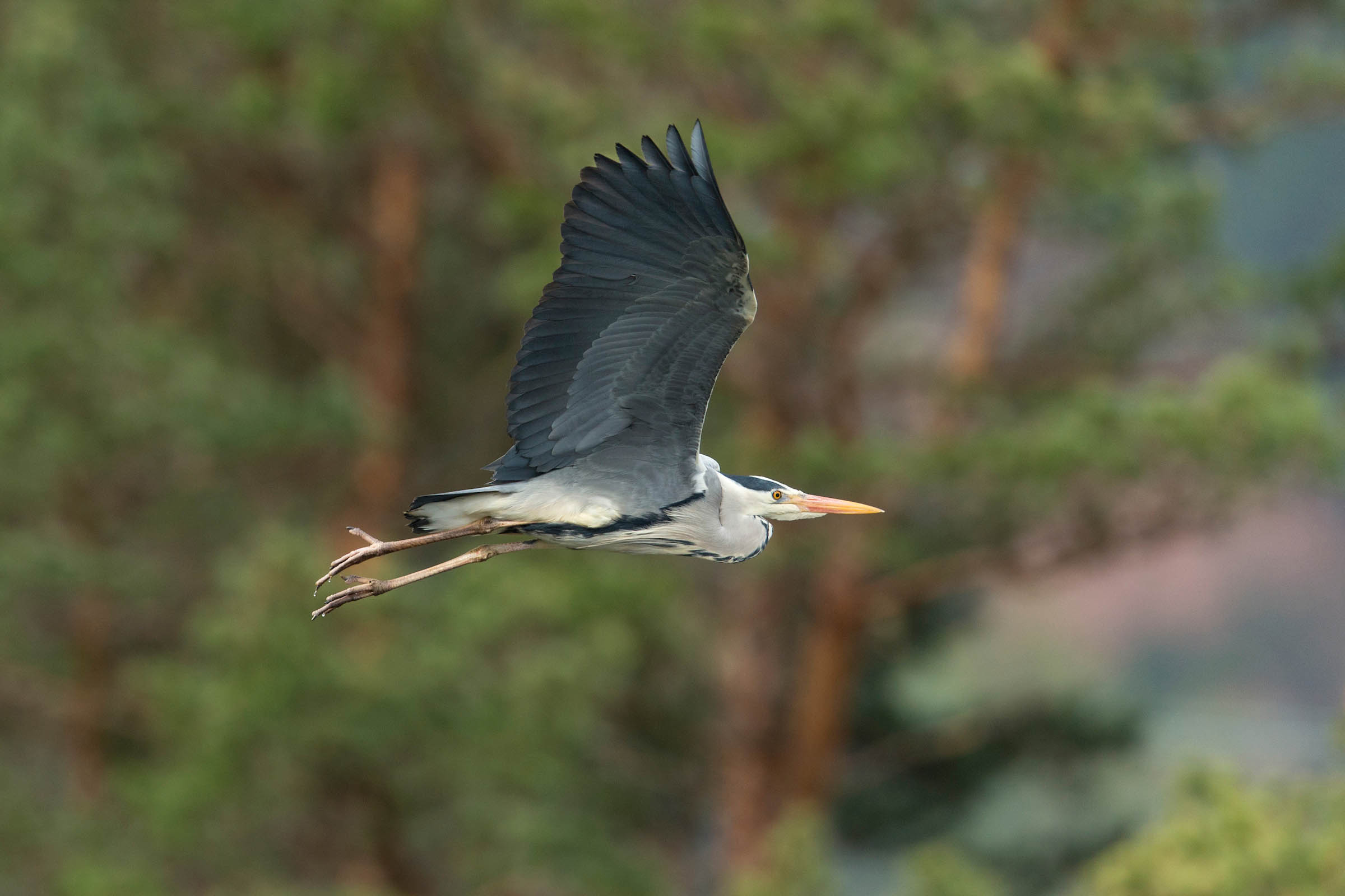 A heron flies gracefully with its large wings fully extended. Its body is a mix of gray, white, and black, and it has a long, orange beak. The backgro