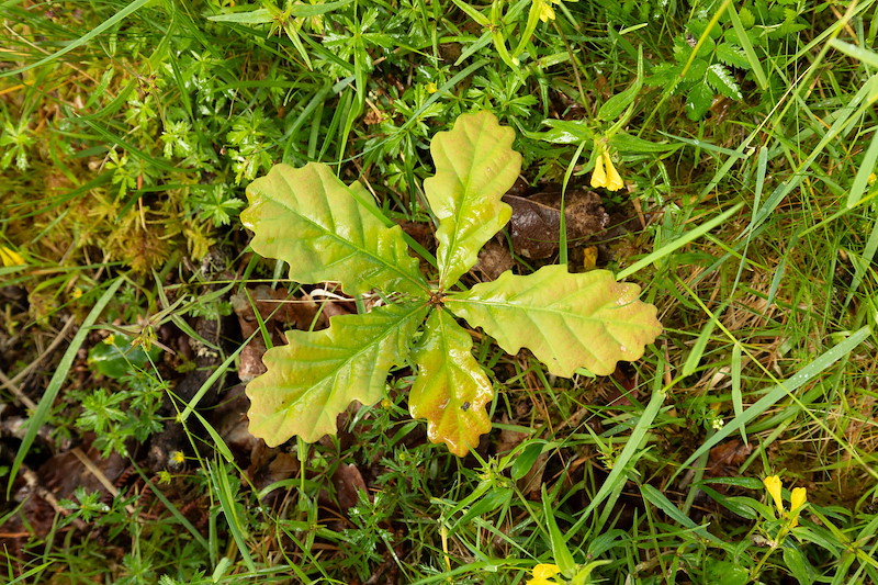 Oak sapling naturally regenerated, Ariundle Croft, Strontian, Lochaber, Scotland, June 2025 Young oak sapling with lobed leaves, growing amidst lush green grass, moss and small yellow flowers.