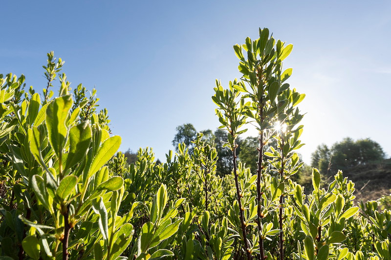 Bog myrtle in spring, Torlundy Farm, Lochaber, Scotland, May 2025 Green bog myrtle foliage with a bright sun peeking through the leaves, set against a clear blue sky.