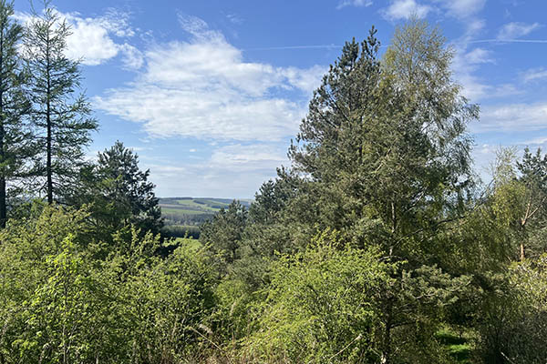 Dense green trees under a bright blue sky. Hills are visible in the background.
