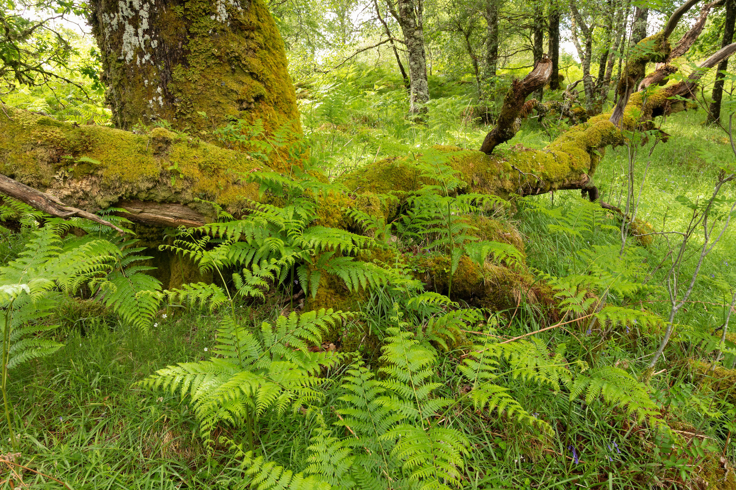 A lush green woodland scene with a large, moss-covered tree trunk dominating the foreground. Ferns and dense grass surround the fallen branches.