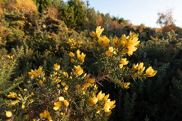 A dense gorse bush with vibrant yellow flowers surrounded by dark green spiky foliage. The background features a mix of trees with hints of sunlight s