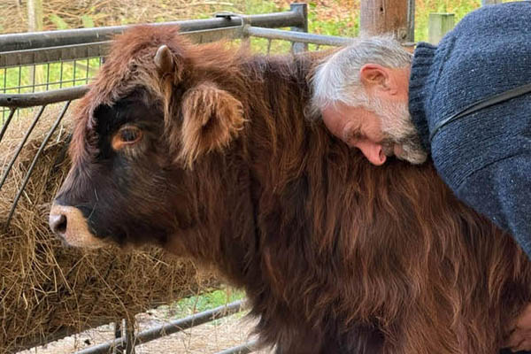 A man with gray hair and beard affectionately rests his face against the back of a fluffy, brown cow. The scene takes place inside a fenced area with