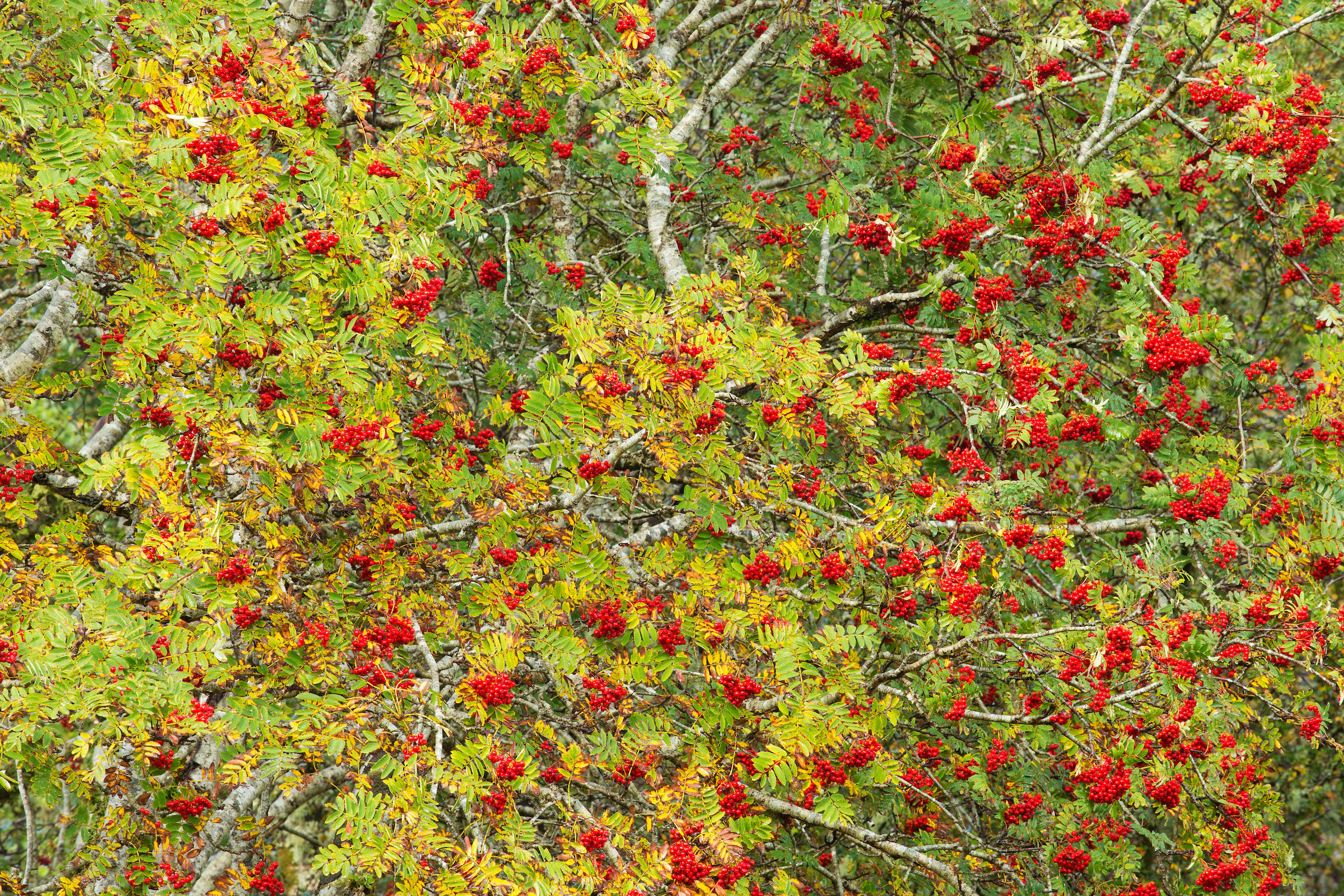 Branches of a rowan tree densely covered with clusters of bright red berries and greenish-yellow leaves.