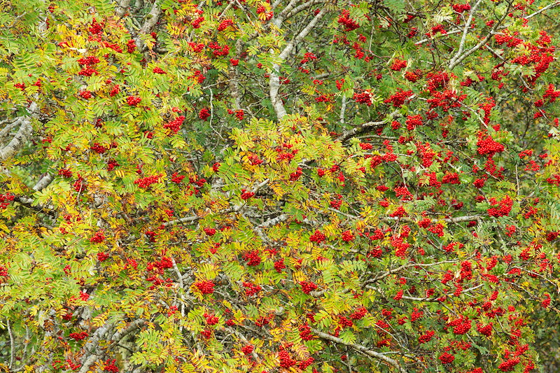 Rowan or Mountain Ash, Sorbus aucuparia, showing red berries in autumn, Scotland Branches of a rowan tree densely covered with clusters of bright red berries and greenish-yellow leaves.