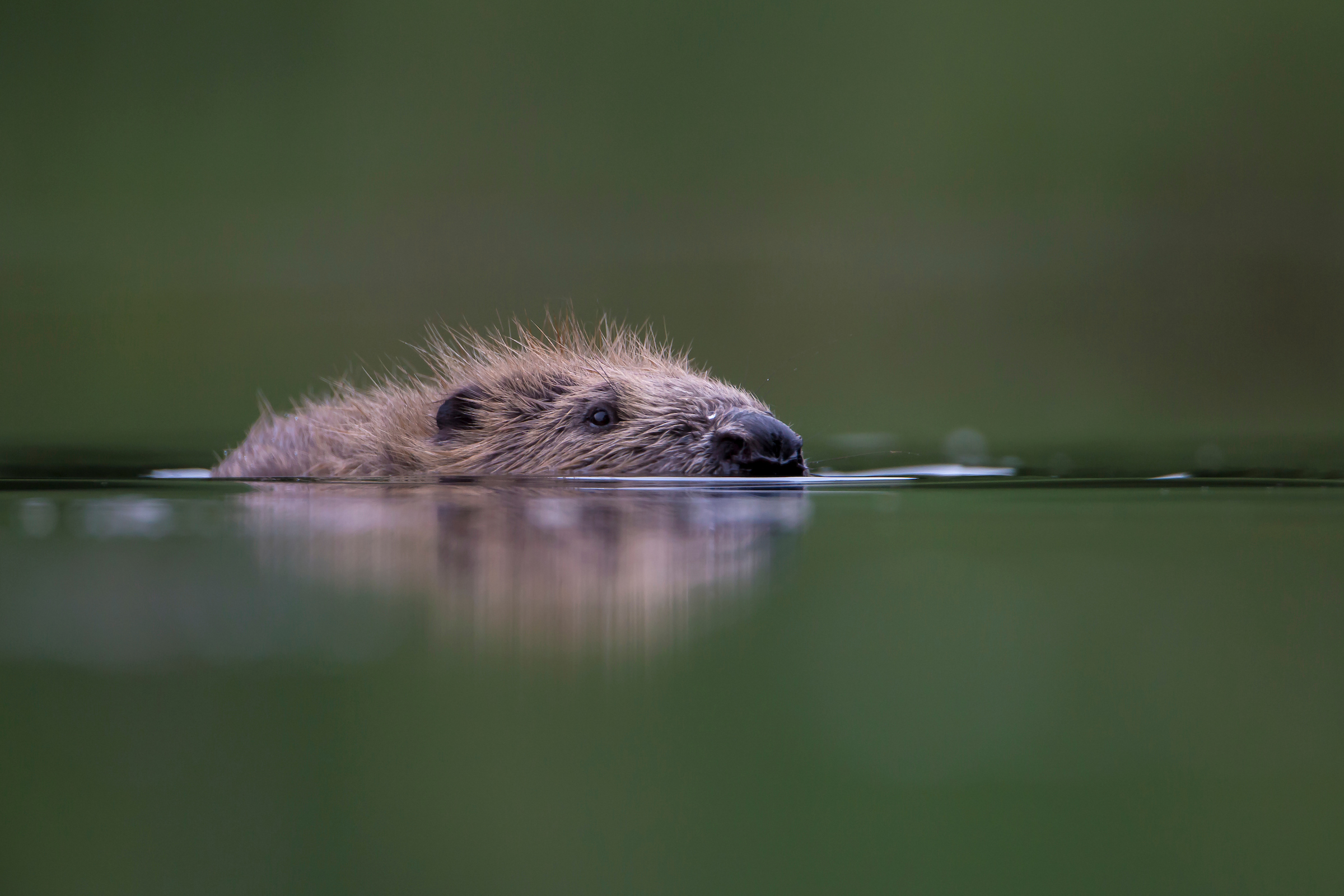 Image illustrating Beavers: Lochaber communities invited to discuss reintroduction
