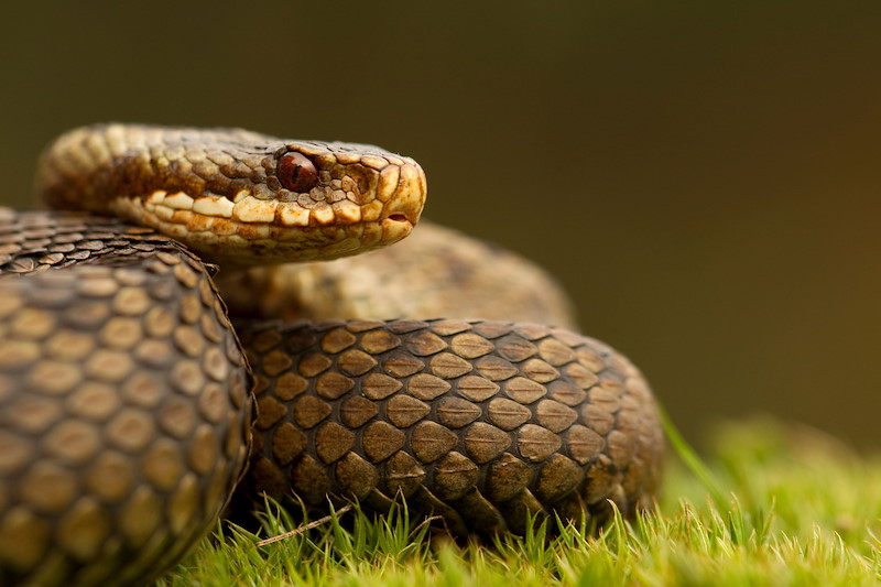 DGR_11042010_0068 Close-up of a coiled adder snake on moss, showcasing its textured, brown and scaled skin. The adder's head is elevated against a blurred greenish-brow