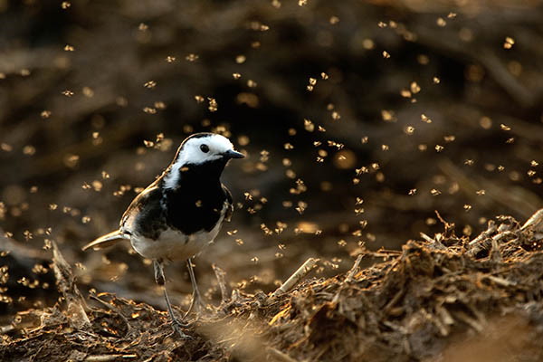 Pied wagtail (Motacilla alba yarrellii) in a cloud of yellow dung flies on farm midden heap. A black and white pied wagtail bird stands on a heap of sticks and manure, surrounded by a swarm of dung flies, backlit by the sun.
