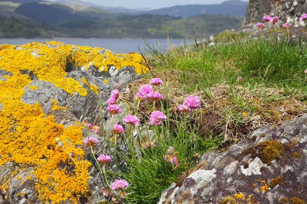 A rocky coastal landscape features vibrant yellow lichen on rocks. Clusters of pink thrift flowers with green foliage grow amidst the rocks, adding a