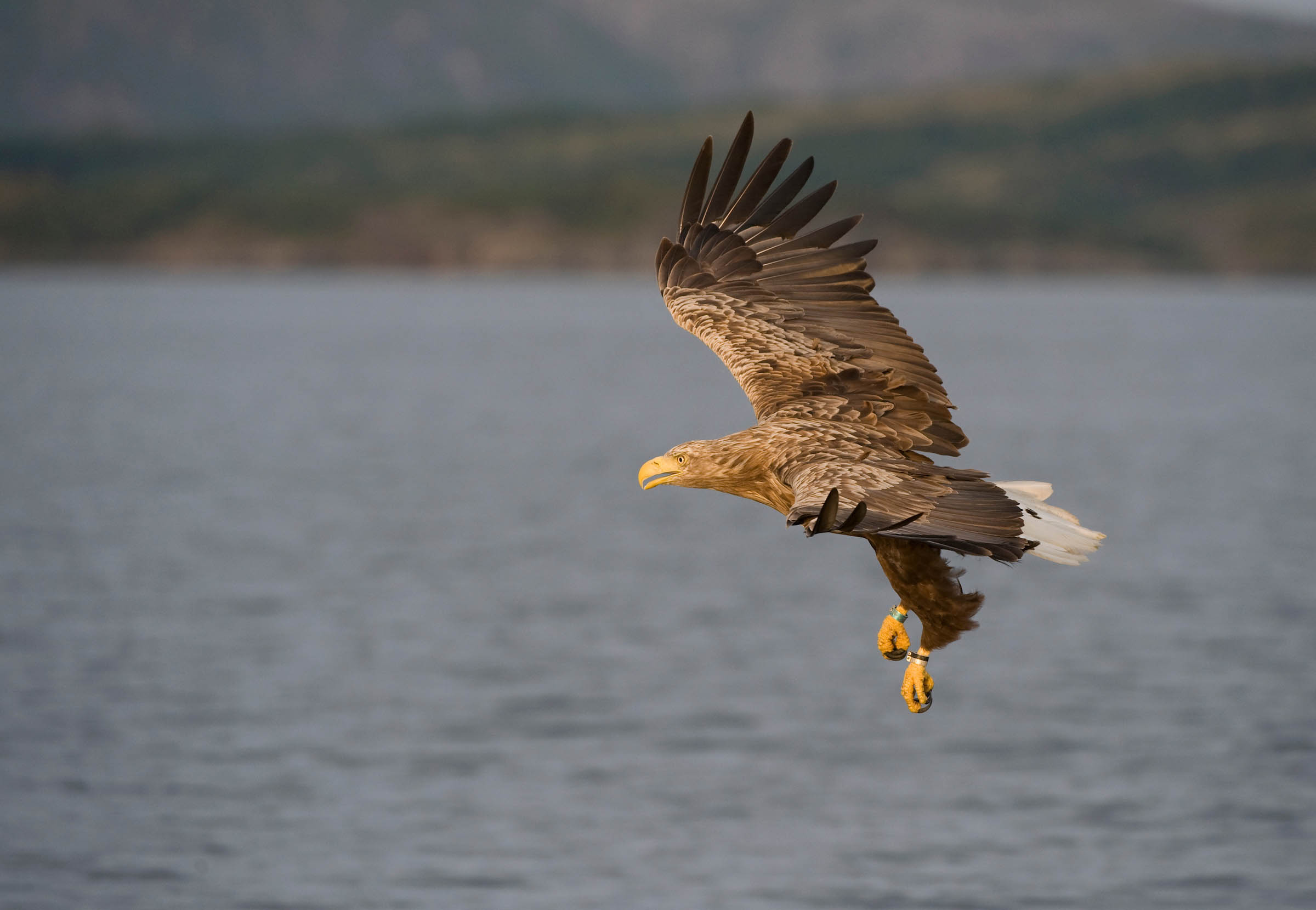 A white-tailed sea eagle soars over a vast body of water with blurred mountains in the background.