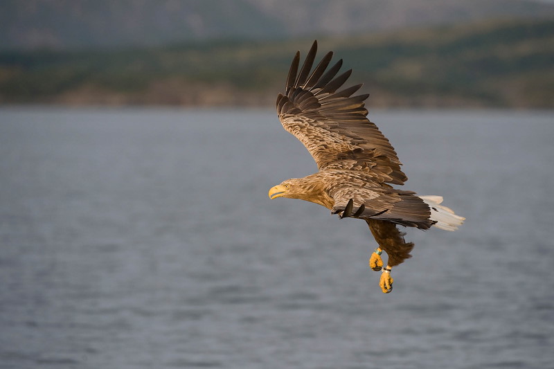 White-tailed eagle Haliaeetus albicilla adult in flight in coastal habitat A white-tailed sea eagle soars over a vast body of water with blurred mountains in the background.