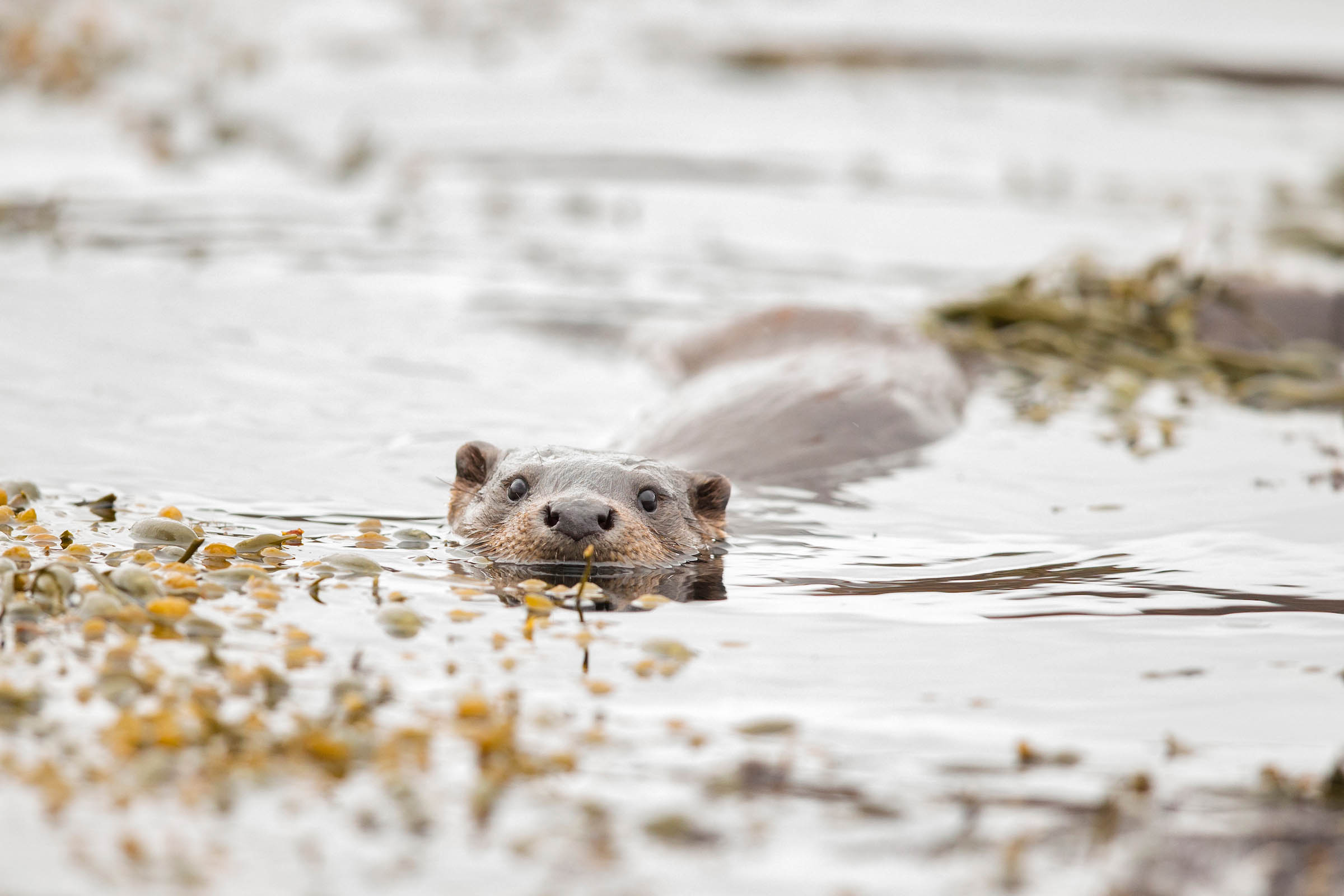 An otter peeks its head above the water's surface, surrounded by floating green and yellowish-brown seaweed.
