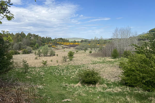 Landscape featuring a grassy meadow with scattered shrubs and small trees. The foreground has a mix of green and dry grass, leading to denser greenery